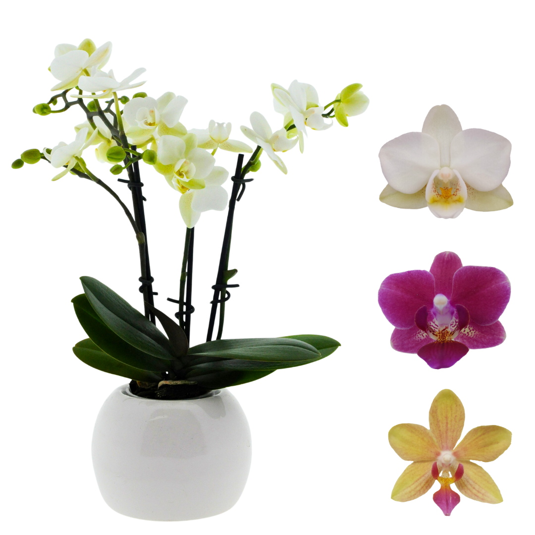 Micro Phalaenopsis con Vaso Ceramica