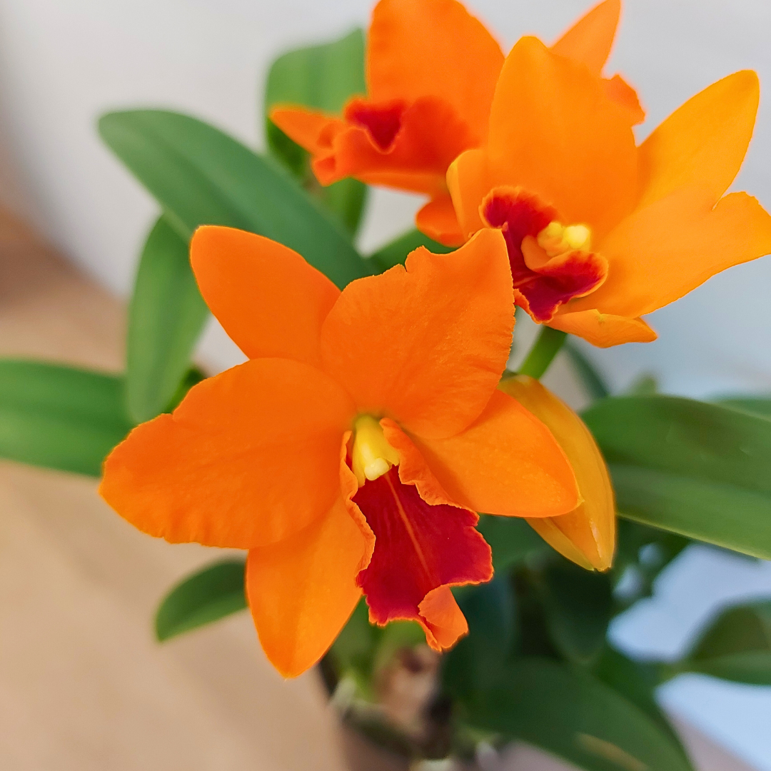 Cattleya Young Min gold