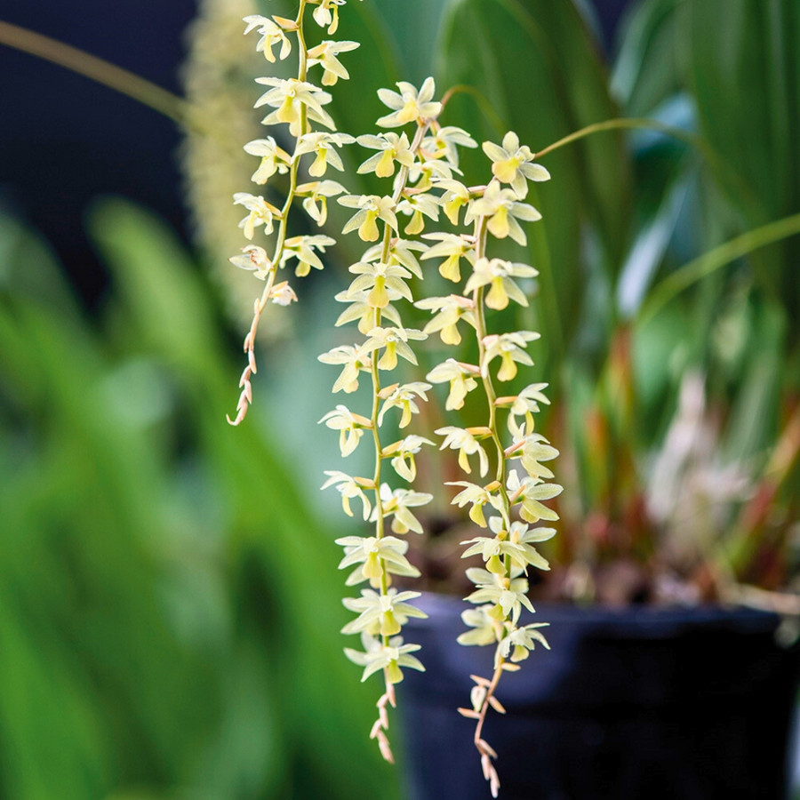 Dendrochilum Cobbianum