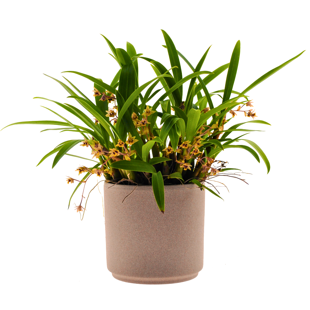 Dendrobium Leonie