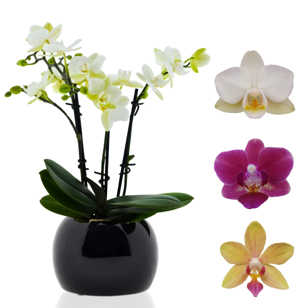 Micro Phalaenopsis con Vaso Ceramica