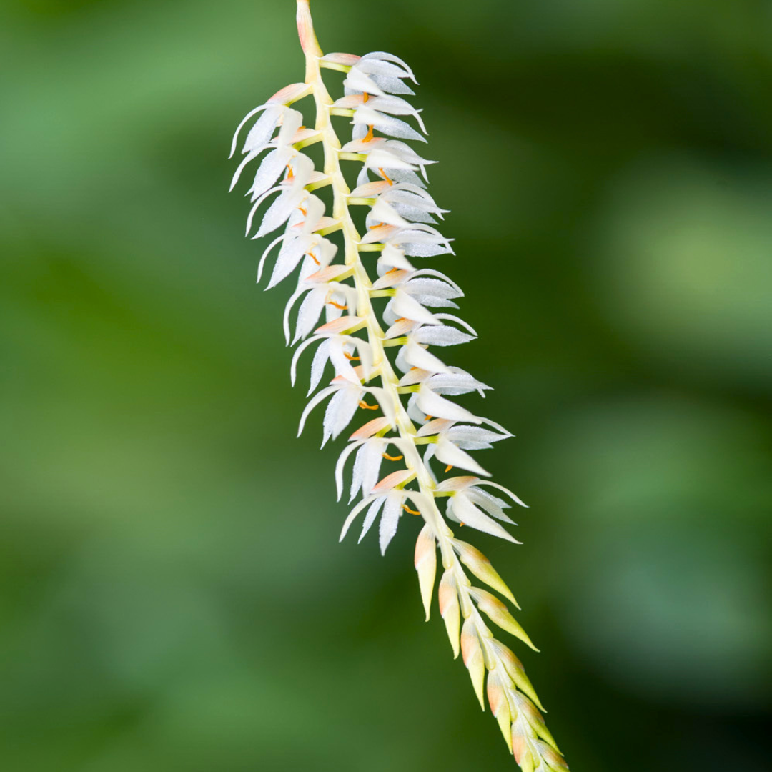 Dendrochilum Glumaceum