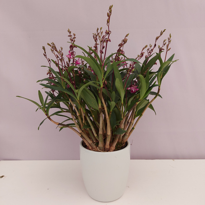 Dendrobium Kingianum Splash