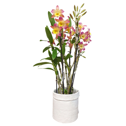 Dendrobium Oriental Smile