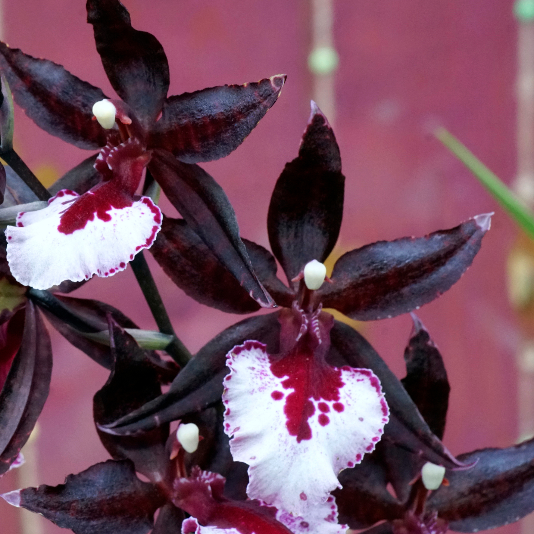 Colmanara Massai