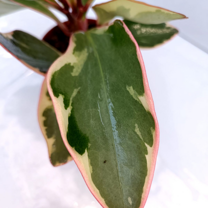 Peperomia Ginny