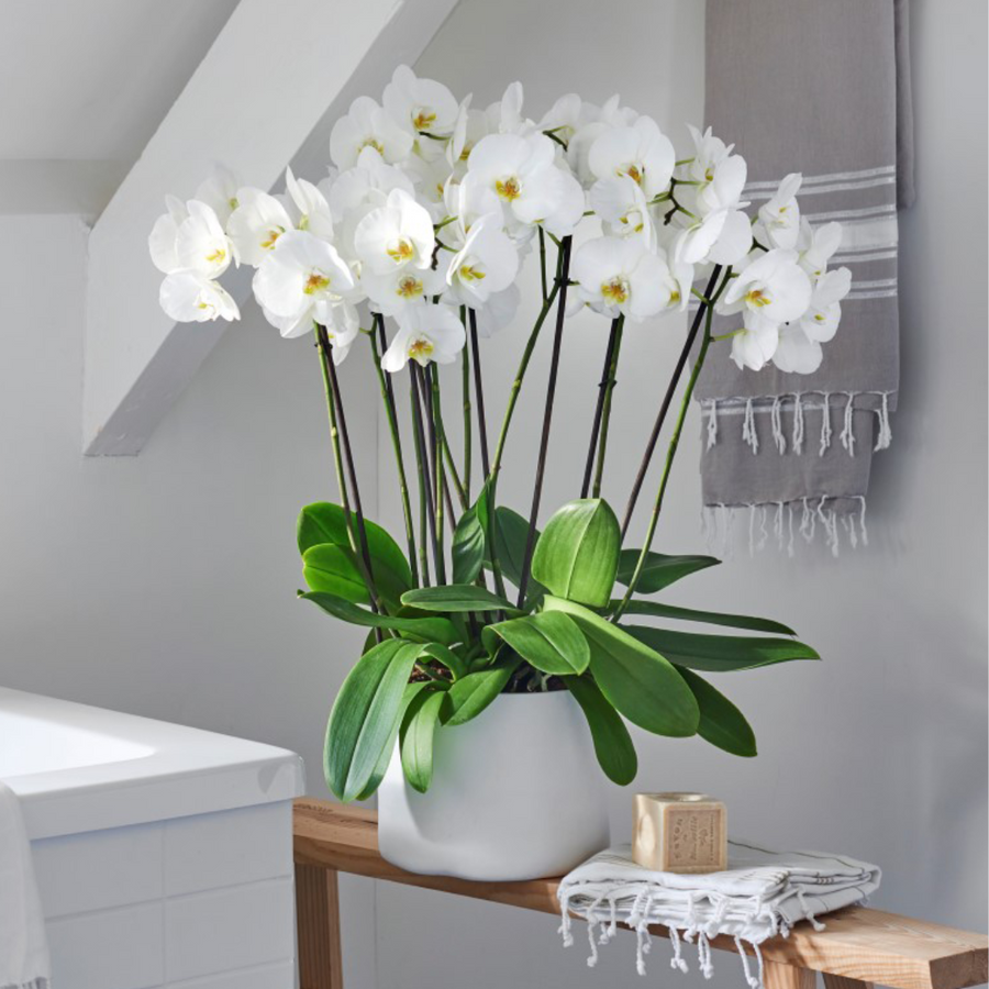 Phalaenopsis Claudia Ø12