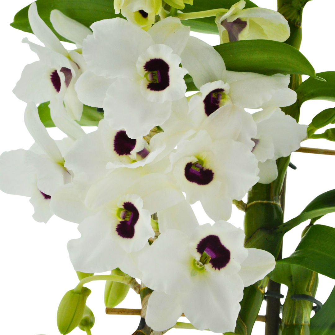 Dendrobium Diamond