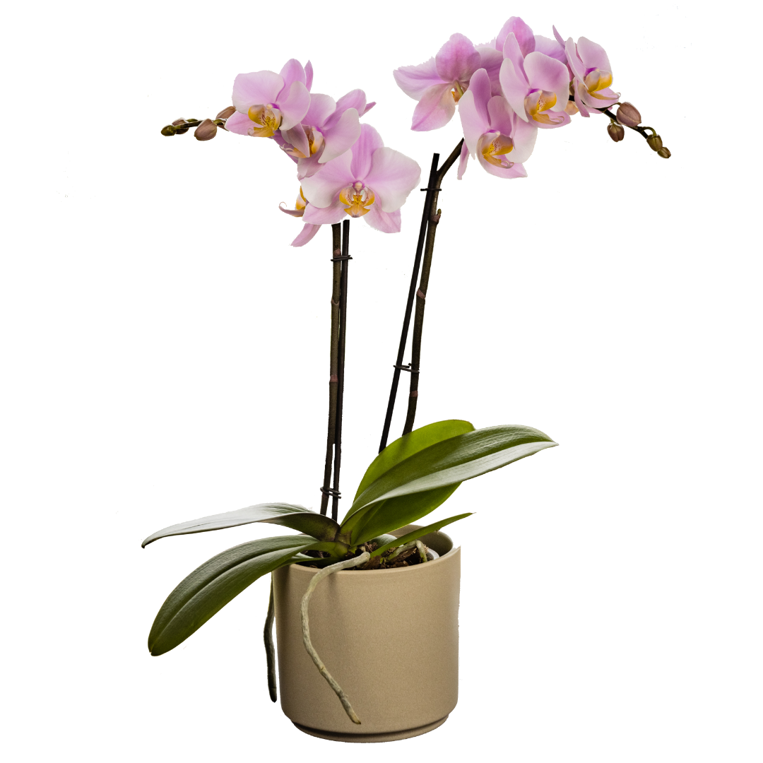 Phalaenopsis Salinas Ø12