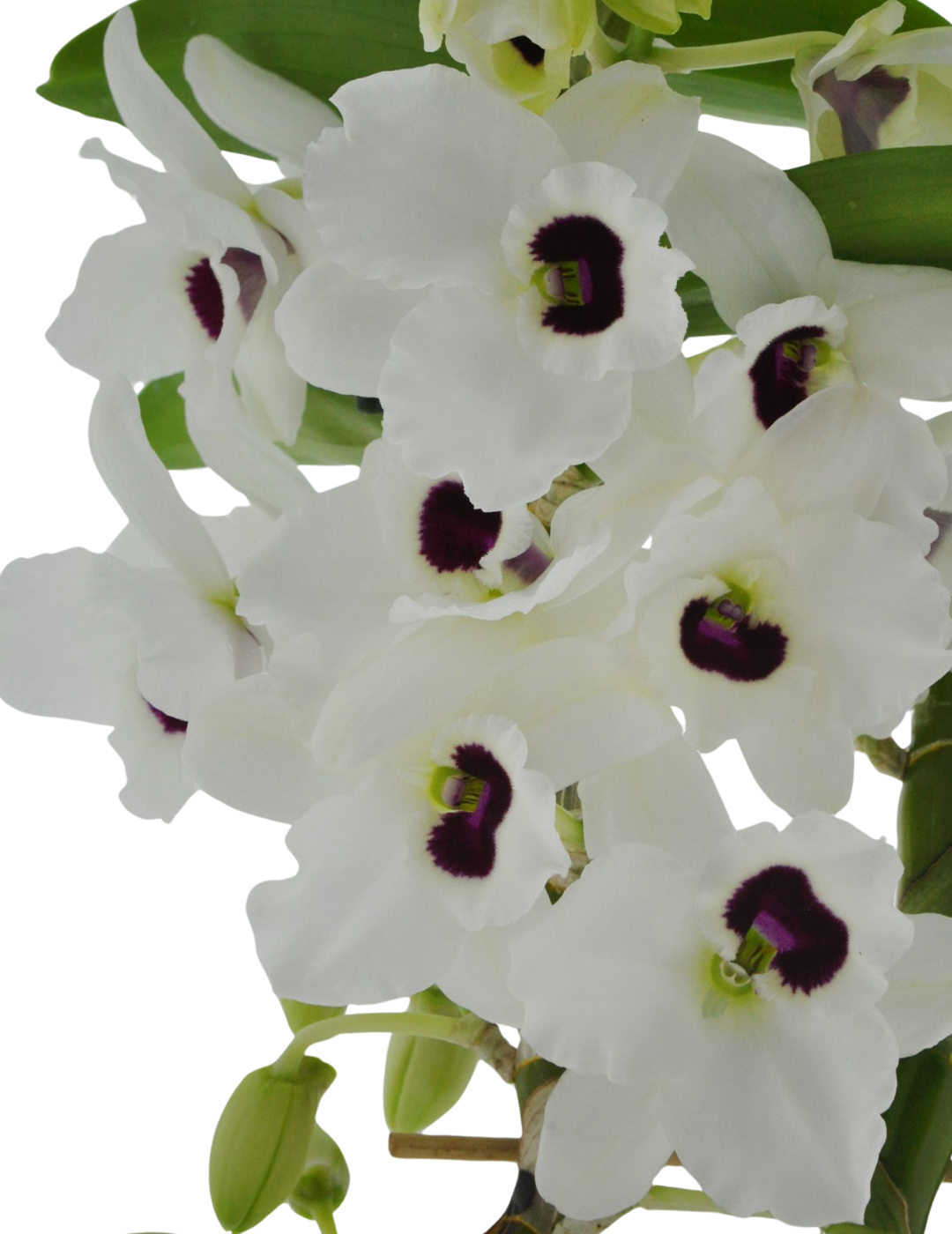 Dendrobium Diamond