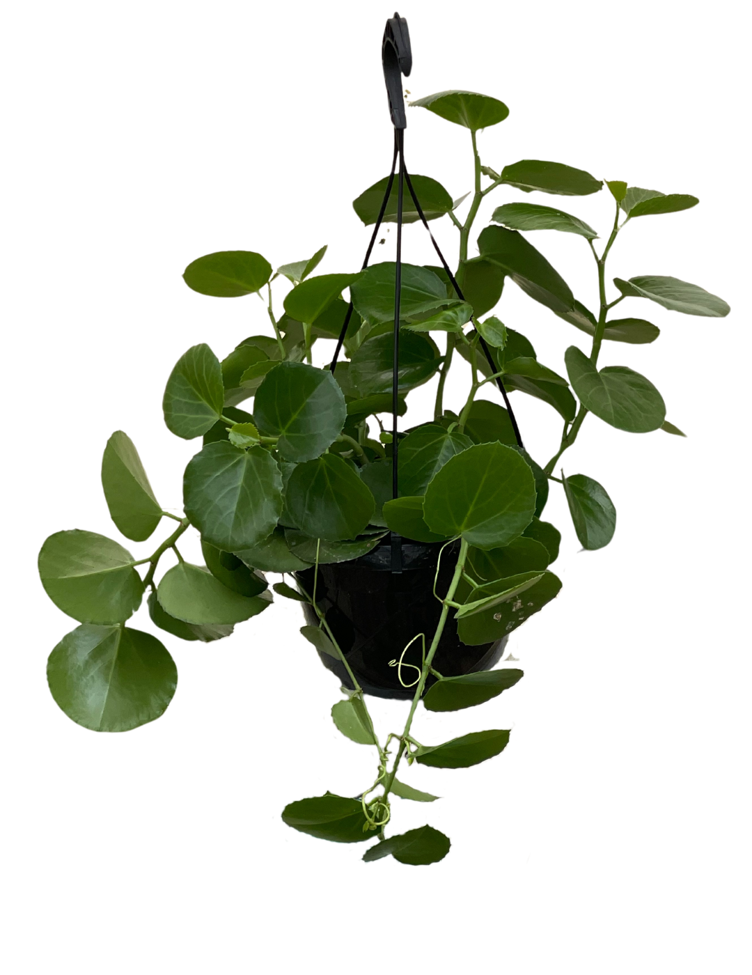 Cissus Rotundifolia