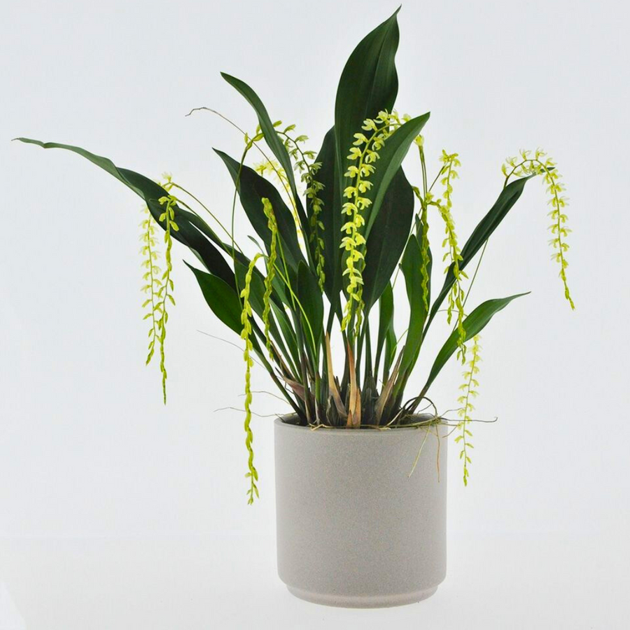 Dendrochilum Cobbianum