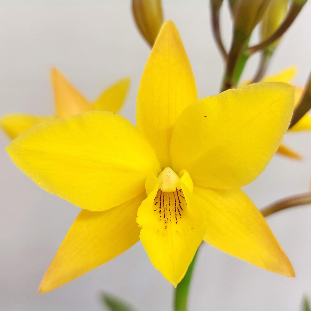 Cattleya Dora