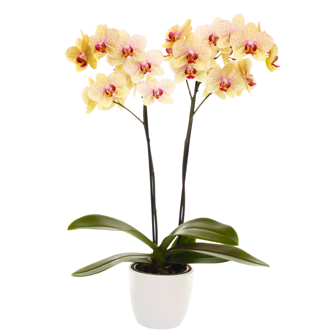 Phalaenopsis Florida Sun Ø12