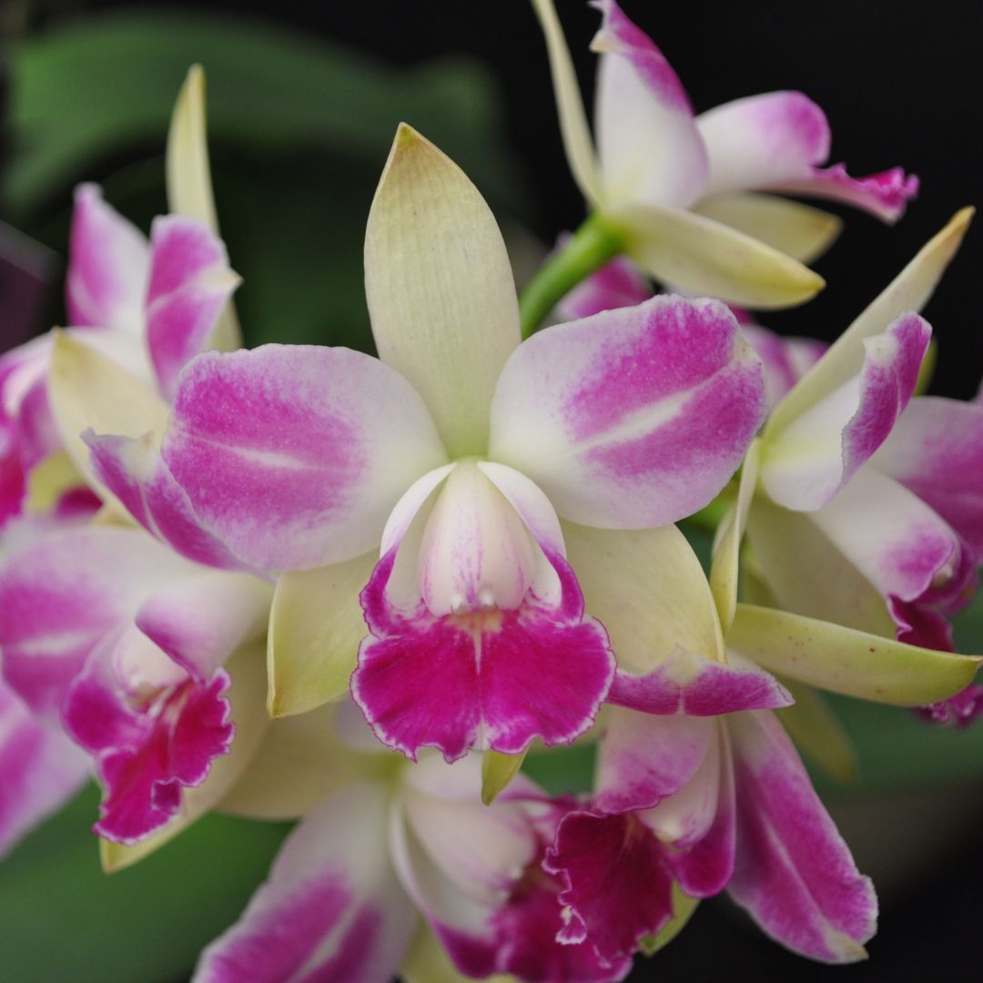 Cattleya Green Genius