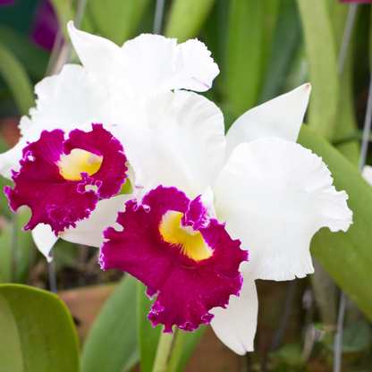 Cattleya Ute