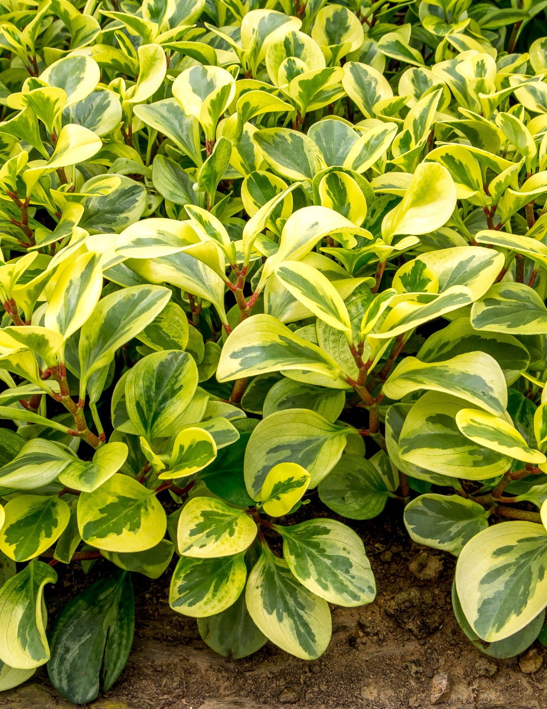 Peperomia Obtusifolia Variegata Ø18 Baschet