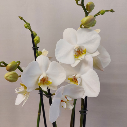 Phalaenopsis Camilla Ø12