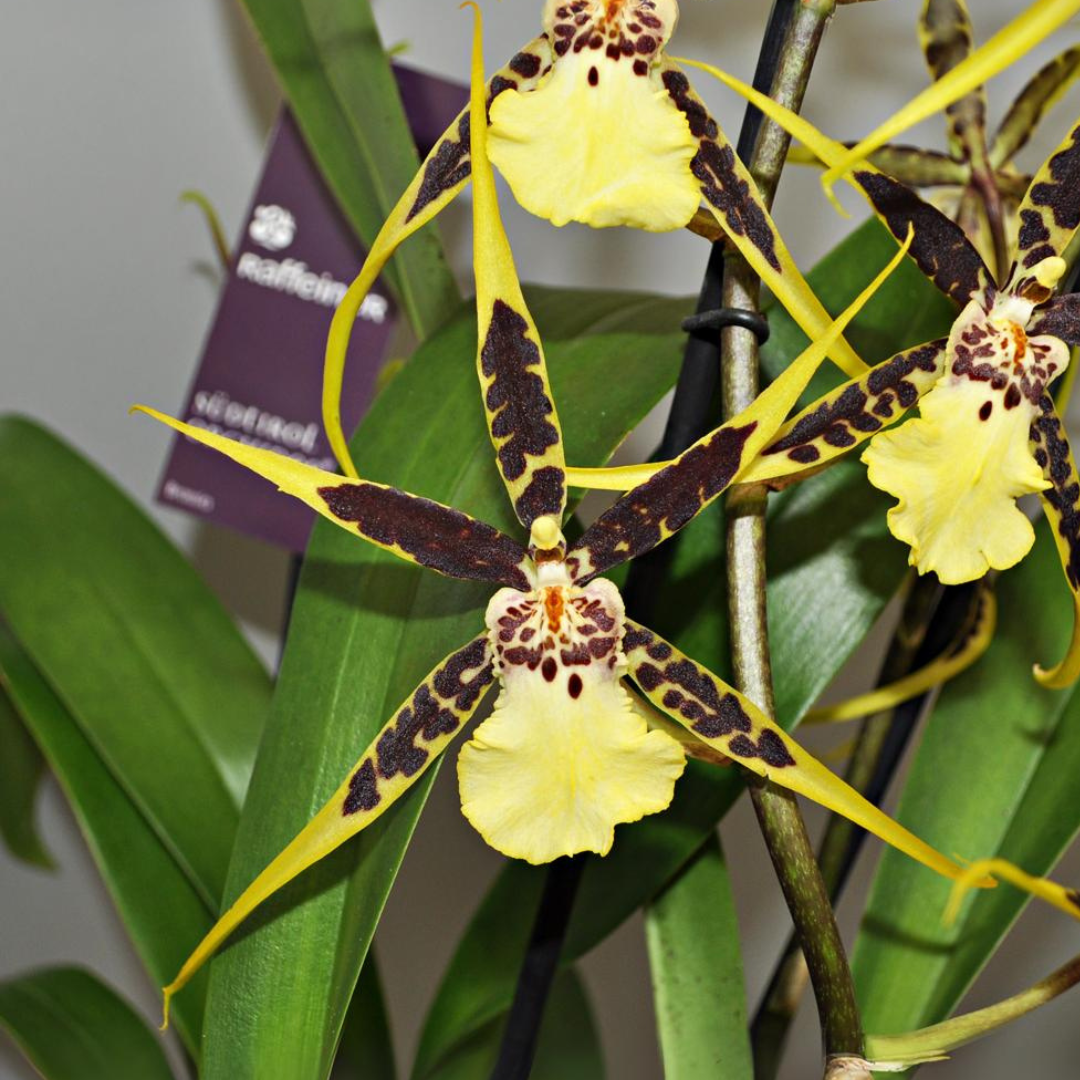 Brassia Flormat