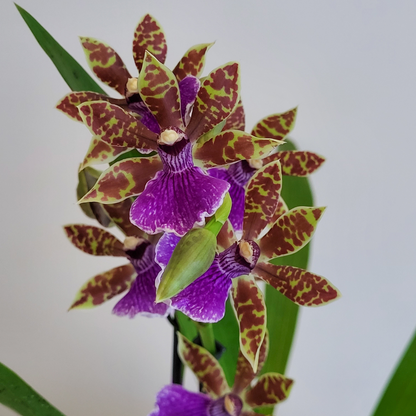 Zygopetalum Z 001