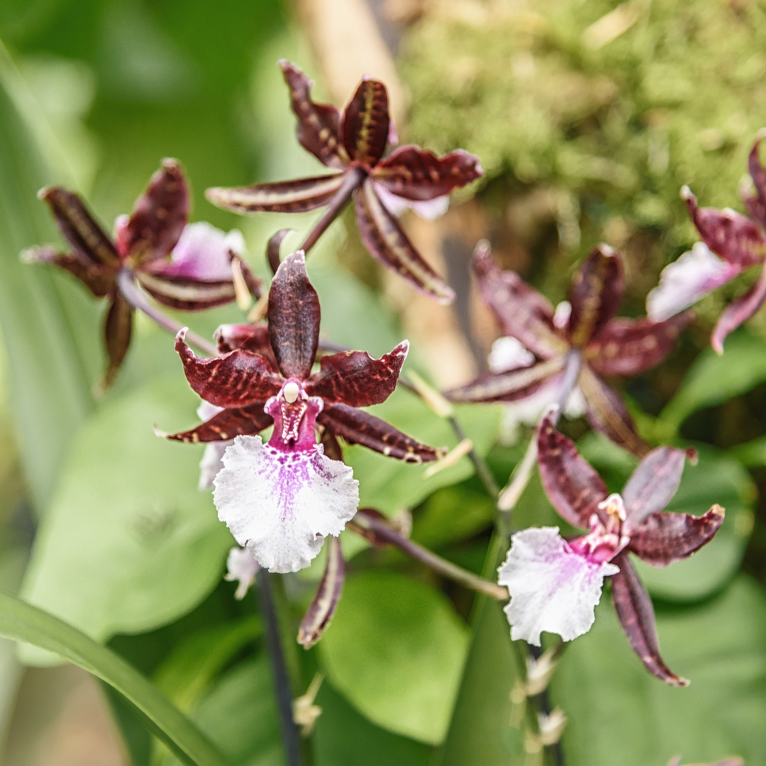 Colmanara Massai