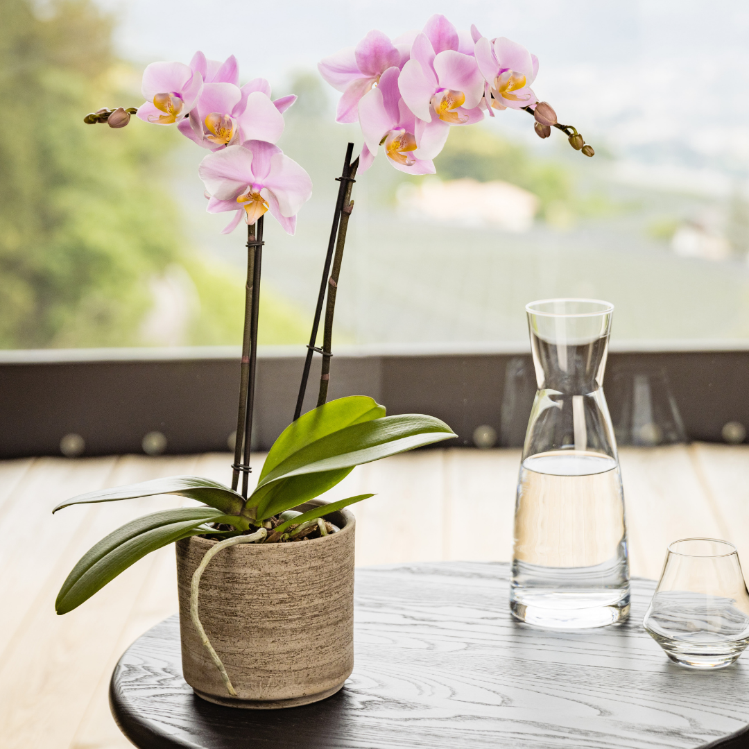 Phalaenopsis Salinas Ø12