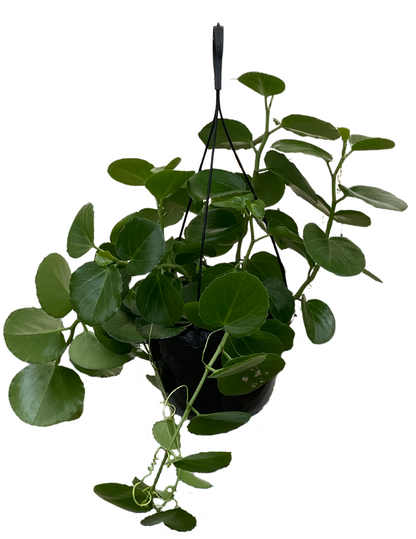 Cissus Rotundifolia