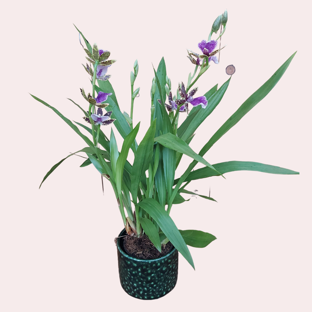 Zygopetalum Z 001