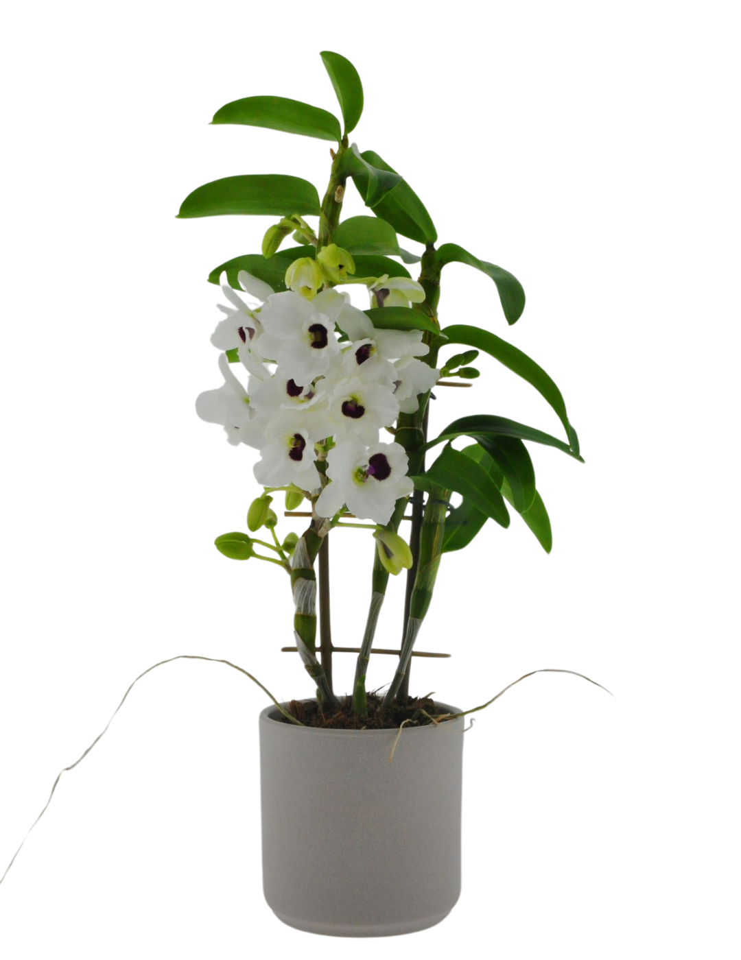 Dendrobium Diamond