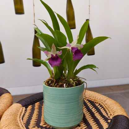 Cochleanthes Ø12