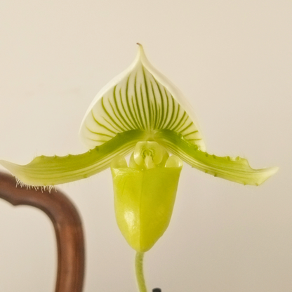 Paphiopedilum Maudiae