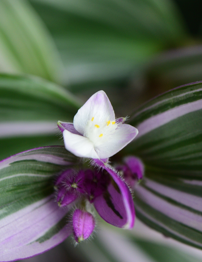 Tradescantia Albiflora Nanouk Ø18 Baschet