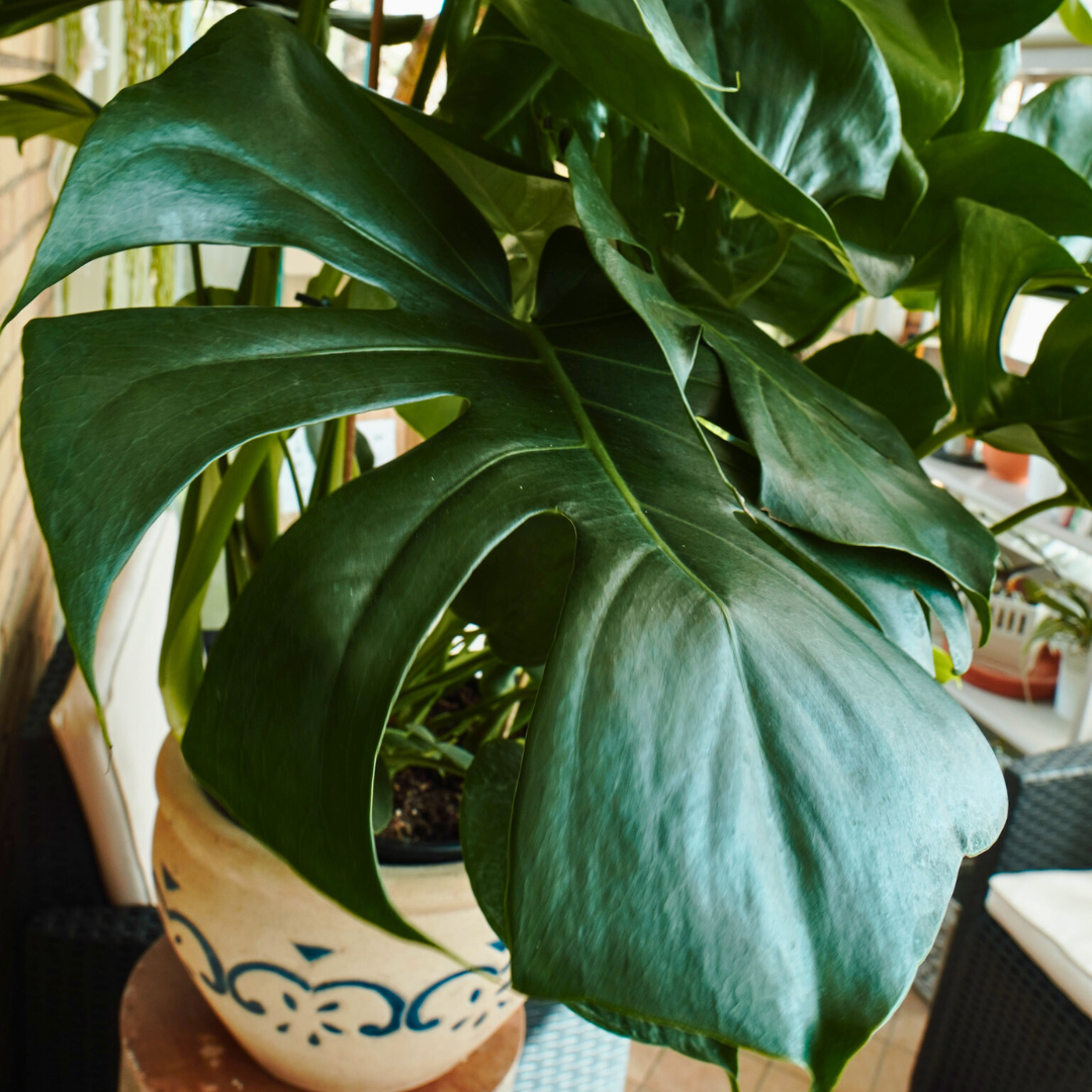 Monstera Deliciosa