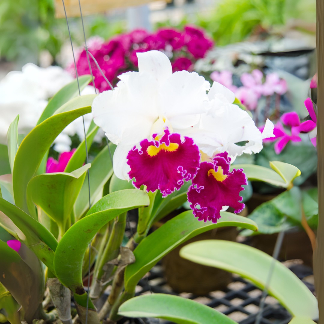 Cattleya Ute