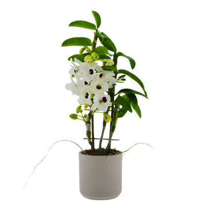 Dendrobium Diamond