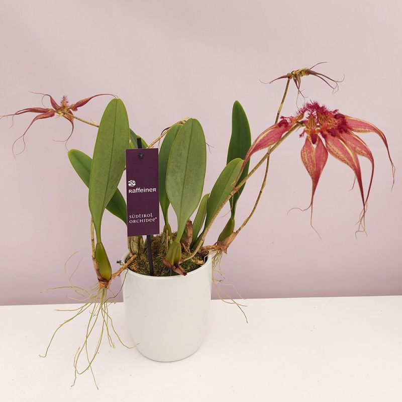 Bulbophyllum rothschildiana