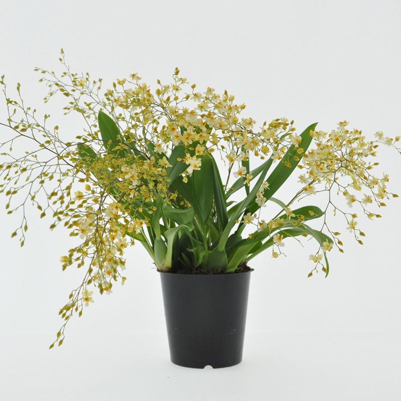 Oncidium Twinkle Ø9