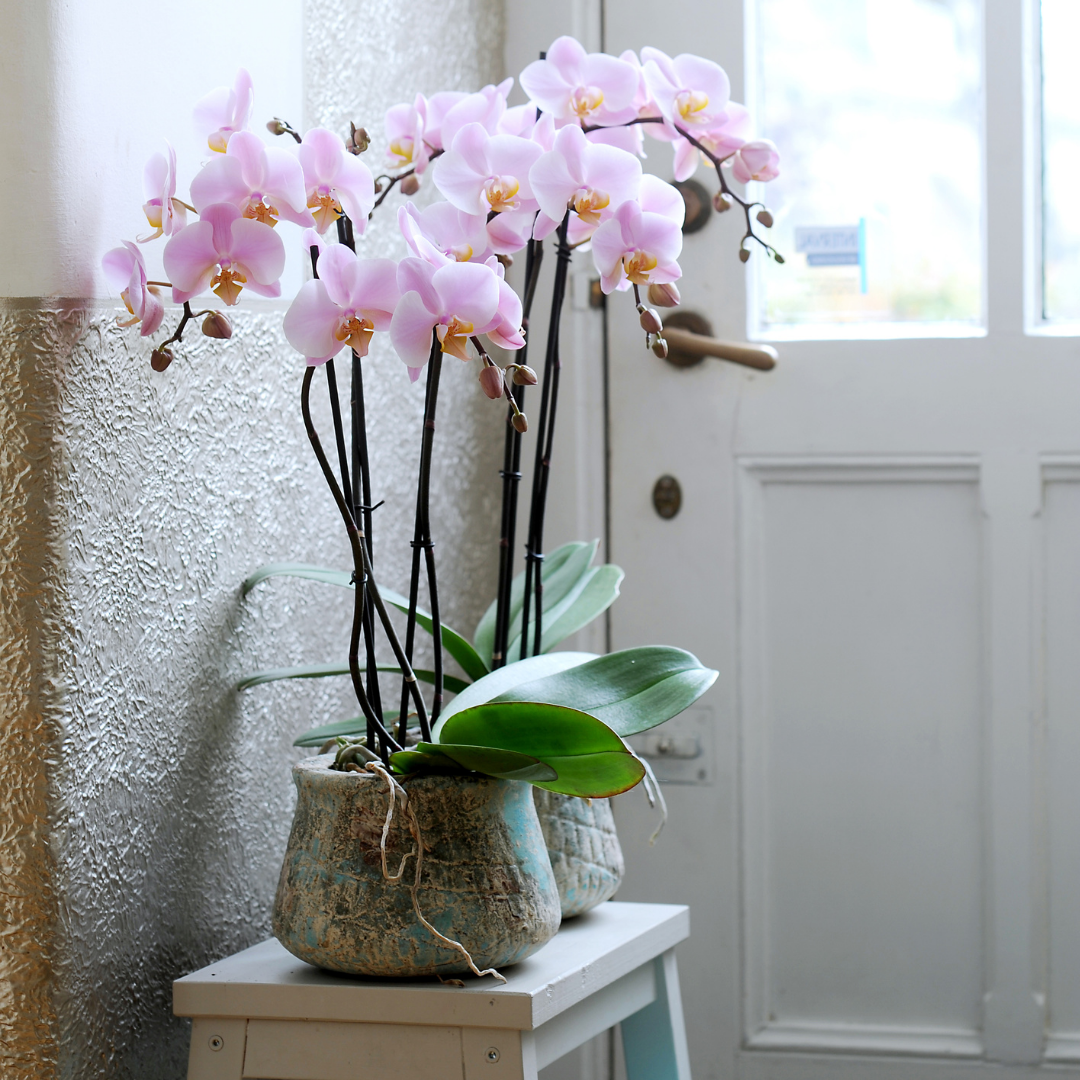 Phalaenopsis Salinas Ø12