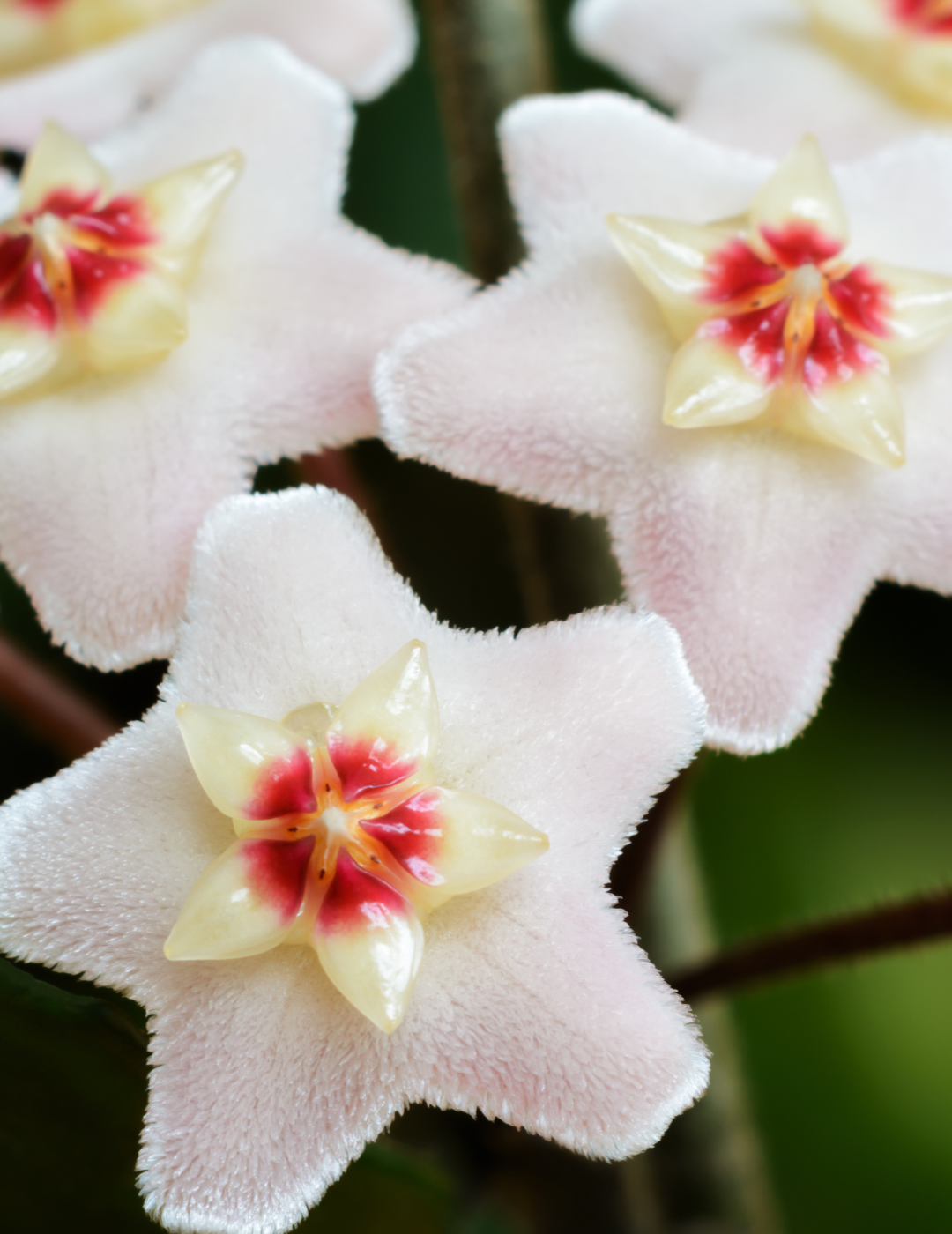 Hoya Carnosa Gracilis Ø18 Baschet