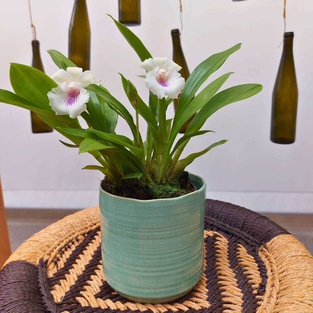 Cochleanthes Ø12