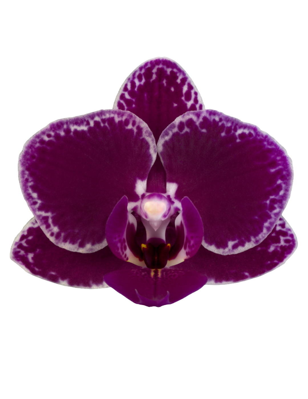Phalaenopsis Lorena Ø9