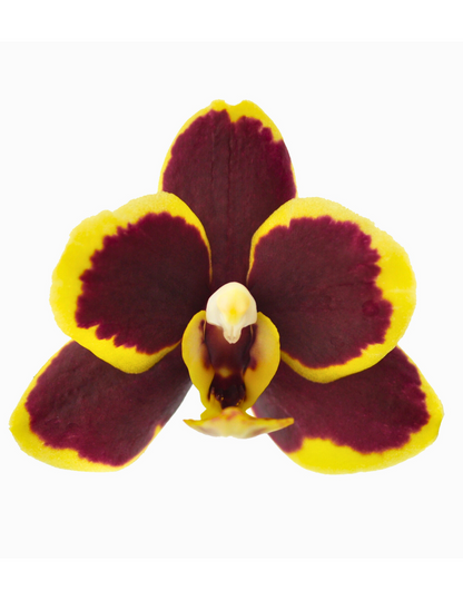 Phalaenopsis Papageno Ø9