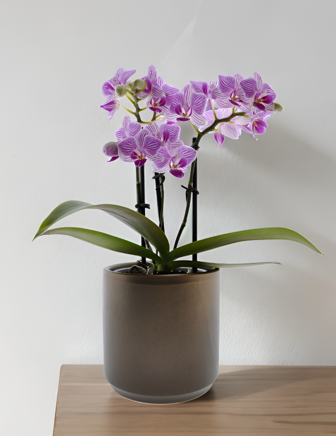 Phalaenopsis Lollipop Ø9