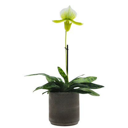 Paphiopedilum Maudiae