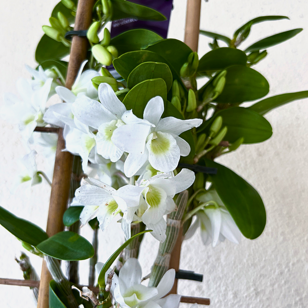 Dendrobium Baby Love Pocket