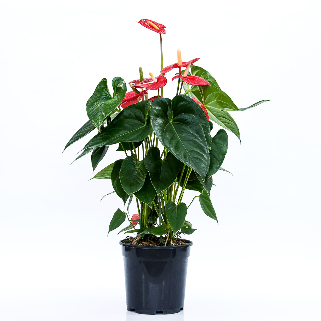 Anthurium Andreanum Oregon Ø17