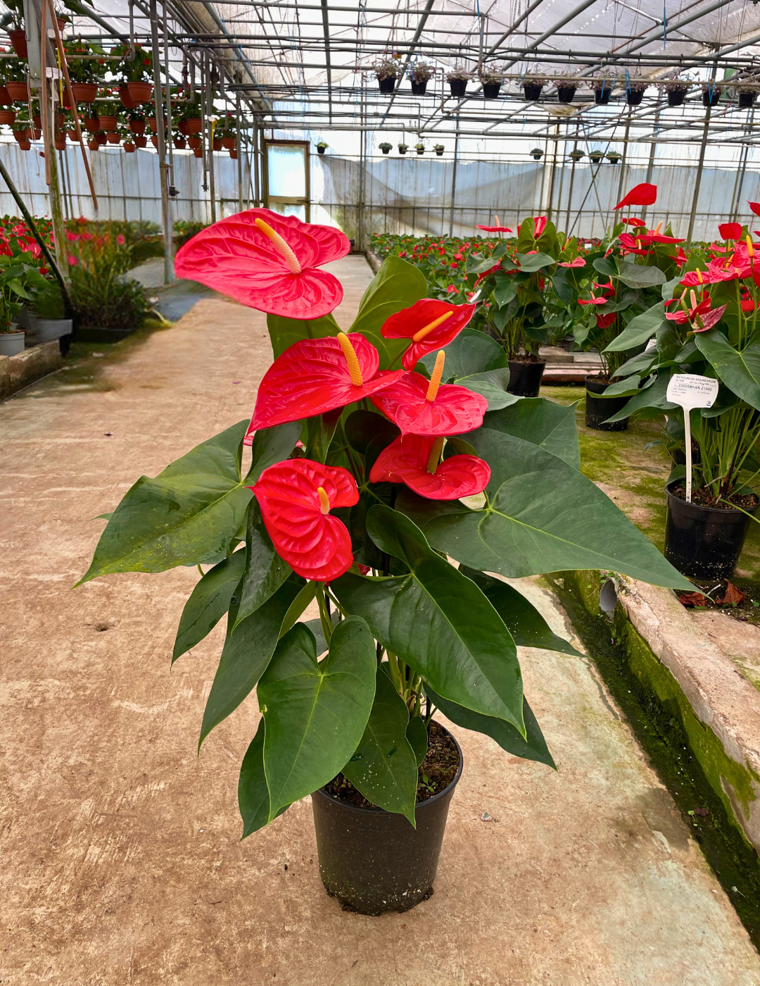 Anthurium Andreanum Oregon