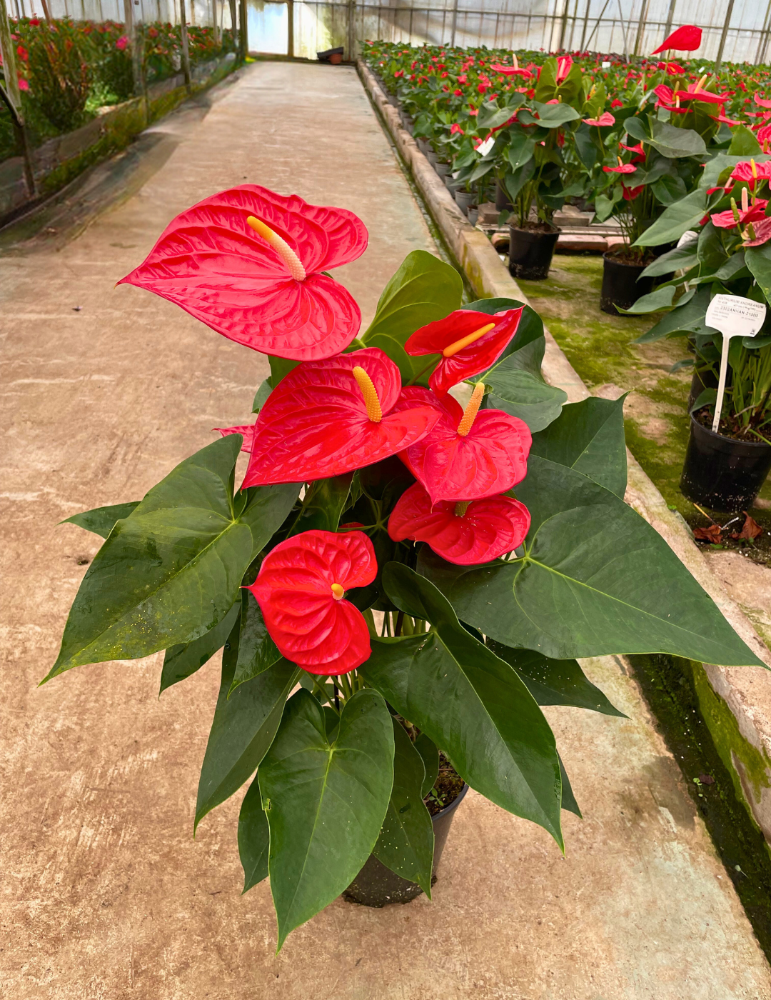 Anthurium Andreanum Oregon