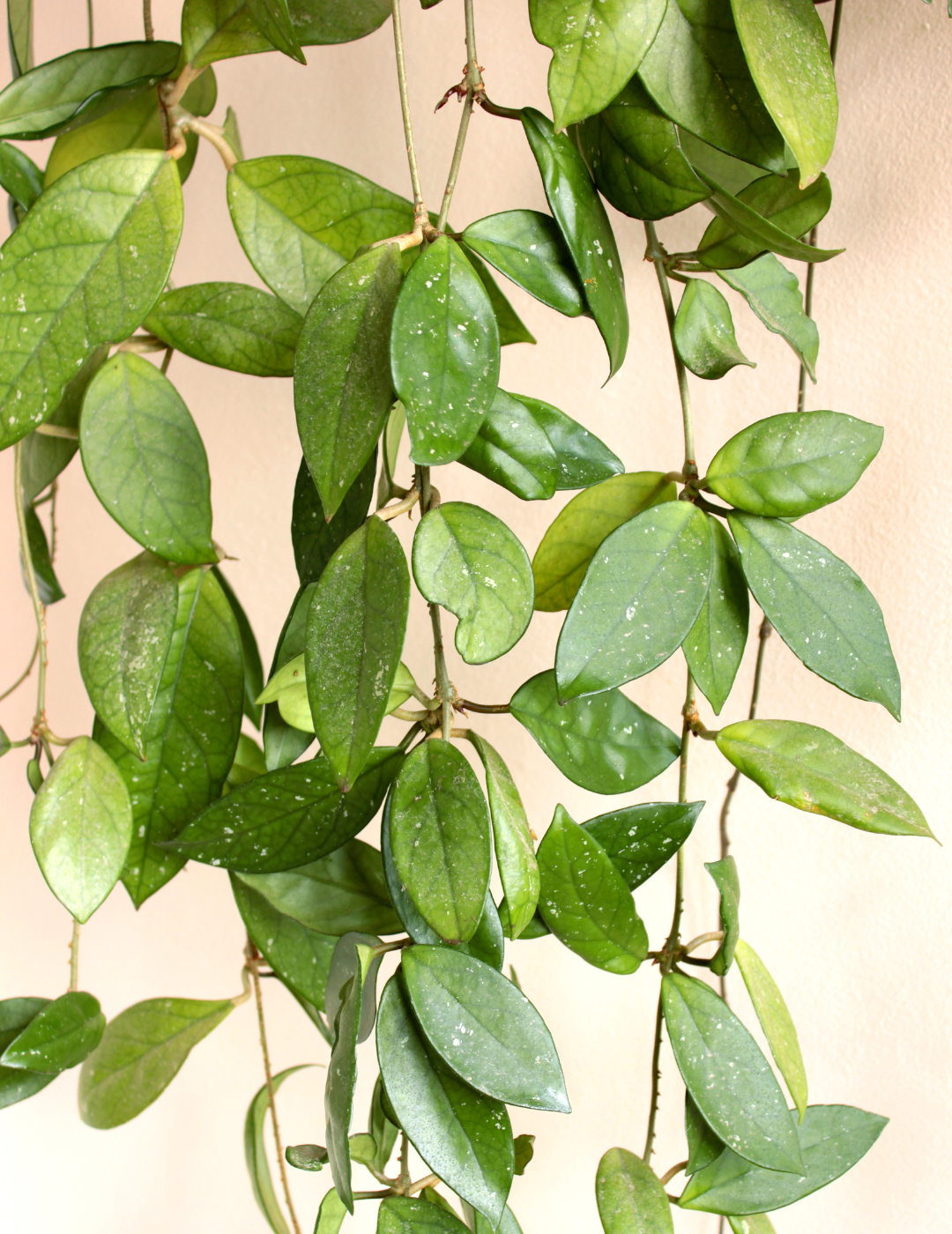 Hoya Carnosa Gracilis Ø18 Baschet