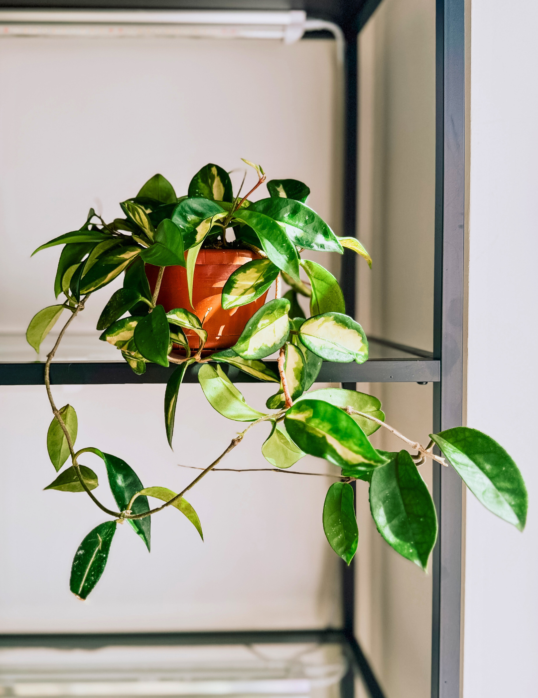 Hoya Carnosa Tricolor Ø14